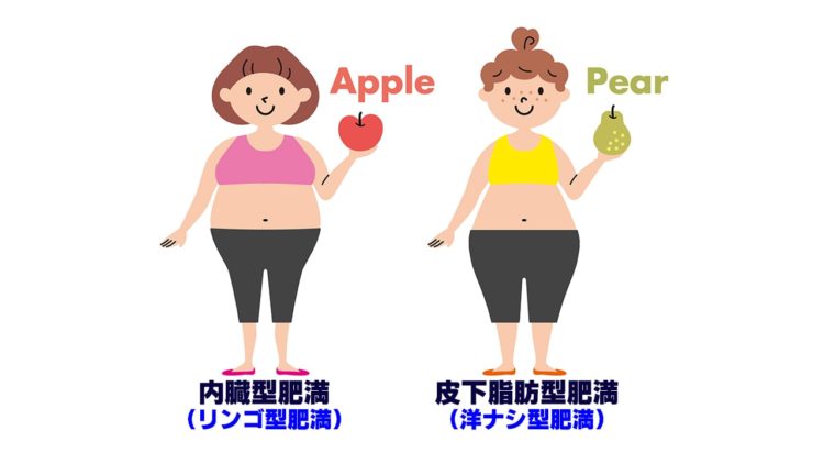 タイプ別肥満の画像